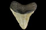 Fossil Megalodon Tooth - North Carolina #147015-1
